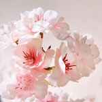 Artificial cherry blossoms tree white, 150 cm - 2
