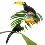 Decorative bird Toucan length 33 cm - 7