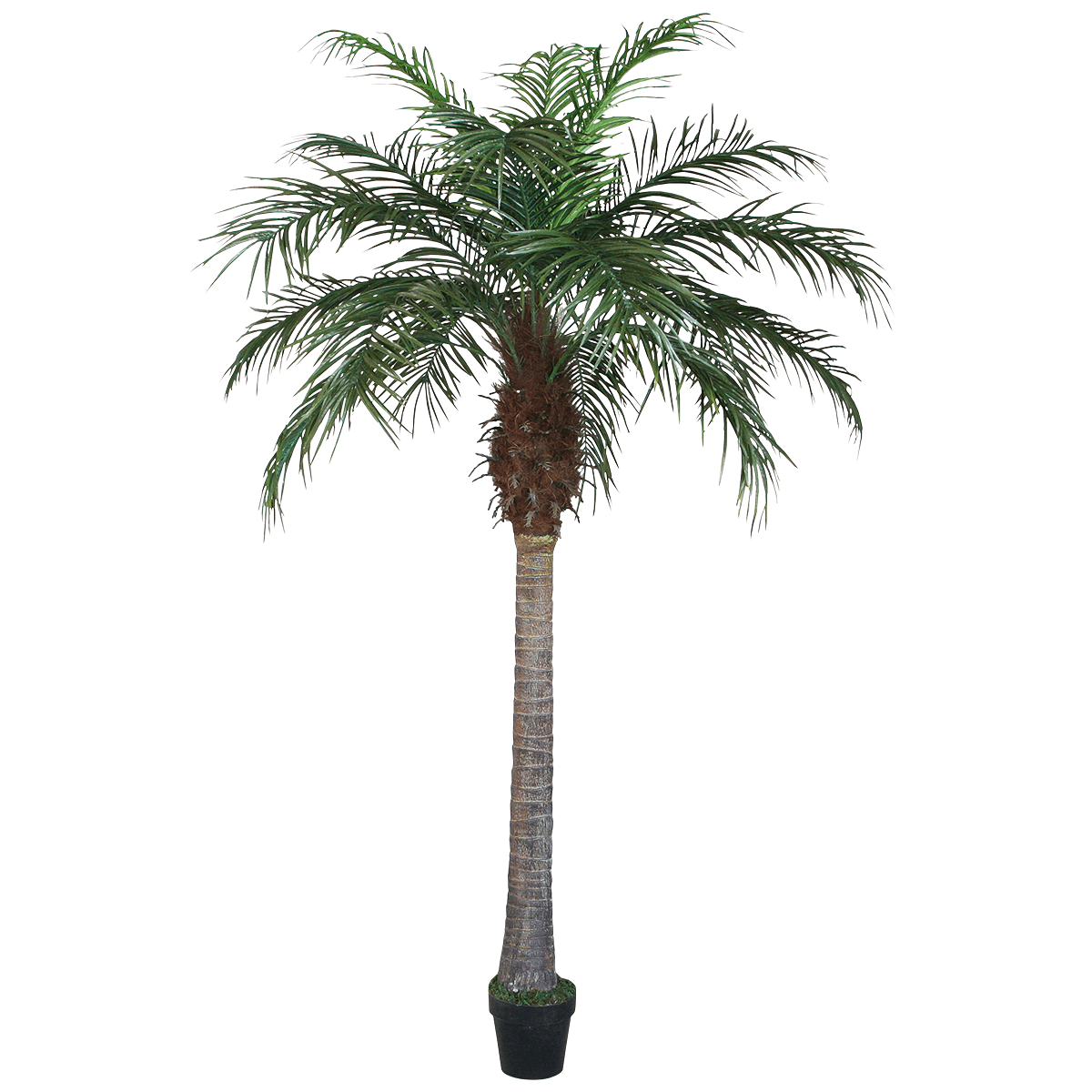 Palma Phoenix 180 cm - 5 Palma Phoenix 180 cm - 5