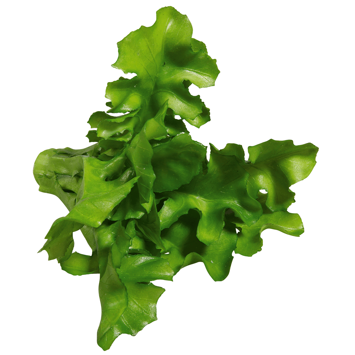 Imitación de ensalada de rúgula, Ø 16 cm, 2 piezas - 2 Imitación de ensalada de rúgula, Ø 16 cm, 2 piezas - 2