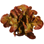 Oak leaf lettuce red food replica, Ø 23 cm - 2