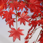 Artificial maple autumn tree, 240 cm - 4