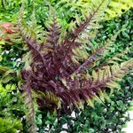 Artificial wall panel Fern mix, 1 x 1 m - 4