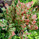 Artificial wall panel Fern mix, 1 x 1 m - 5