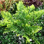 Artificial wall panel Fern mix, 1 x 1 m - 6