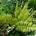 Artificial wall panel Fern mix, 1 x 1 m - 8