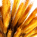 Decorative wheat bundle 60 cm - 3