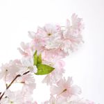 Cherry blossom tree, 140 cm - 1