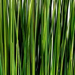 Decorative grass bundle 100 cm - 5