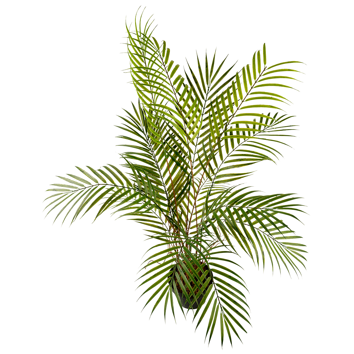 Kunstpalme Areca im Topf, 80 cm - 2 Kunstpalme Areca im Topf, 80 cm - 2
