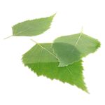 Birch leaf set - 1