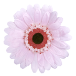 Gerbera gigante, 45 cm Ø, rosa - 0