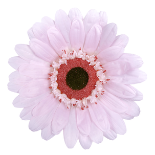 Fleur de gerbera géante, 45 cm Ø, rose