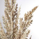 Decorative reed Pampas grass, 94 cm - 1