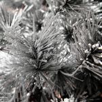 Hanging Artificial Christmas Tree Pine with Frosted Needles and LED 300 cm - 4