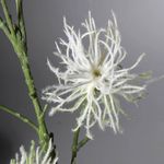 Decorative branch Clematis 87 cm - 1