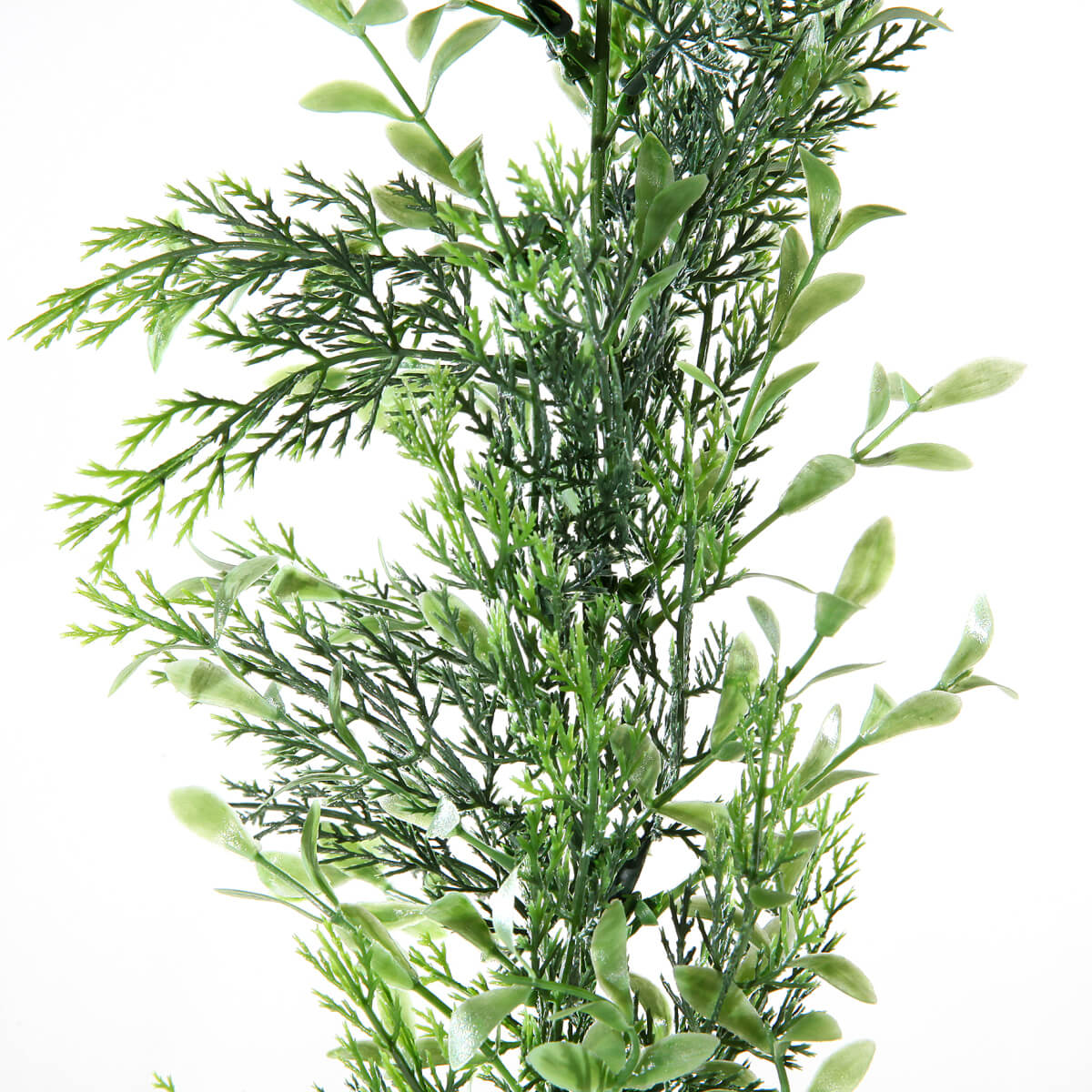 Box tree-cypresses tendril, length 170 cm - 5 Box tree-cypresses tendril, length 170 cm - 5