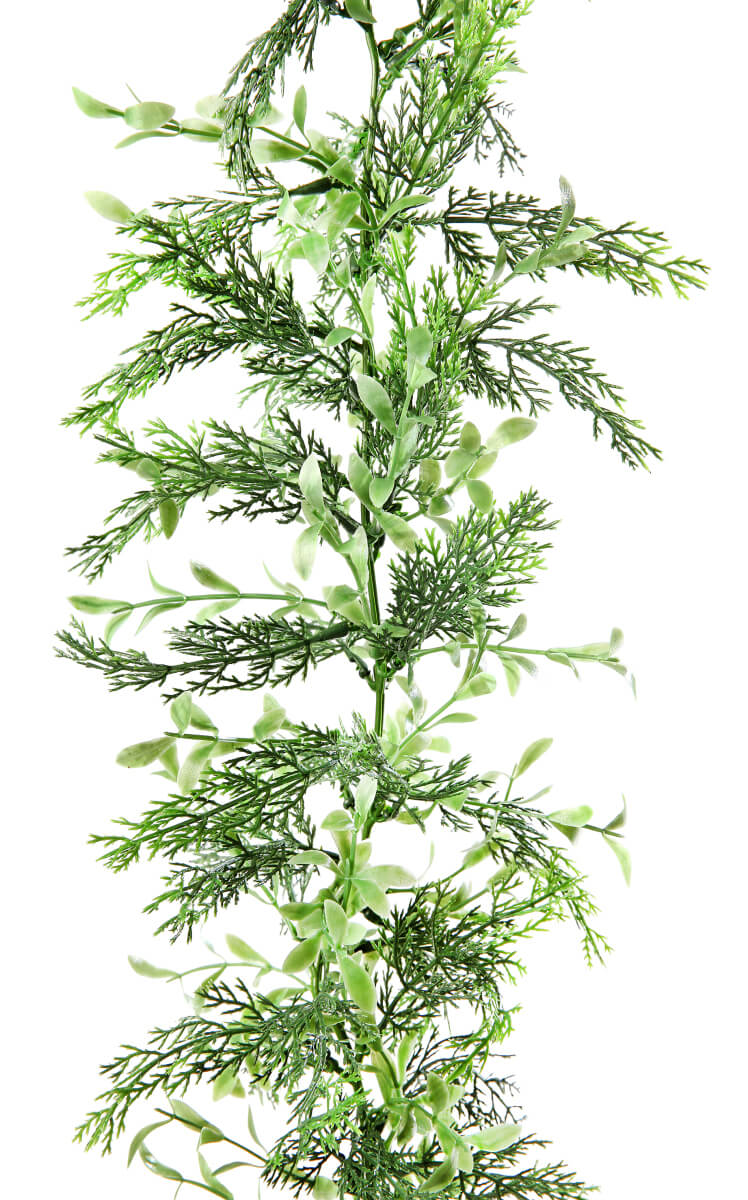 Box tree-cypresses tendril, length 170 cm - 6 Box tree-cypresses tendril, length 170 cm - 6