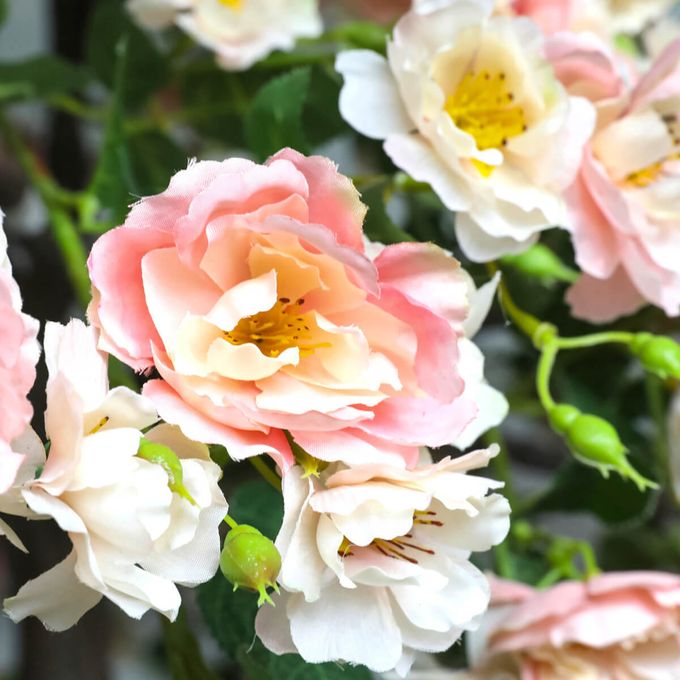 Großer künstlicher WildrosenBaum weiß rosè, 210 cm DecoWoerner