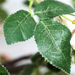 El árbol de rosas artificial blanco/rosado, 210 cm - 4