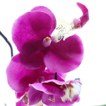 Orchidée artificielle en pot, rose 28 cm - 1