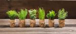 Mini herbs in pot 6 pieces 15 cm - 1