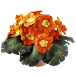 Primrose in pot 19 cm Ø orange - 0