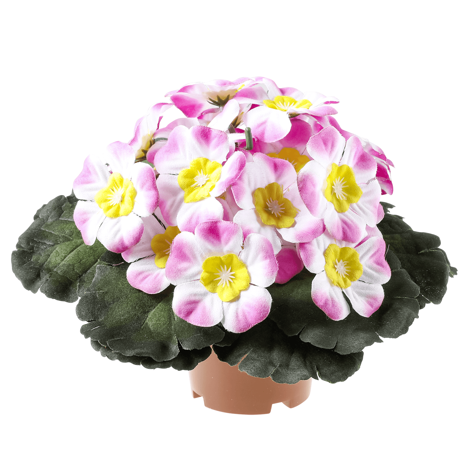 Primrose in pot 19 cm Ø pink - 0