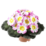 Primrose in pot 19 cm Ø pink - 0