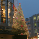 Giant Christmas tree without light, height 1210 cm - 1