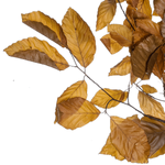 Real beech twigs, yellow - orange 80 cm  - 1