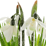 Artificial Flower Snowdrop in Pot, 20 cm high - 1