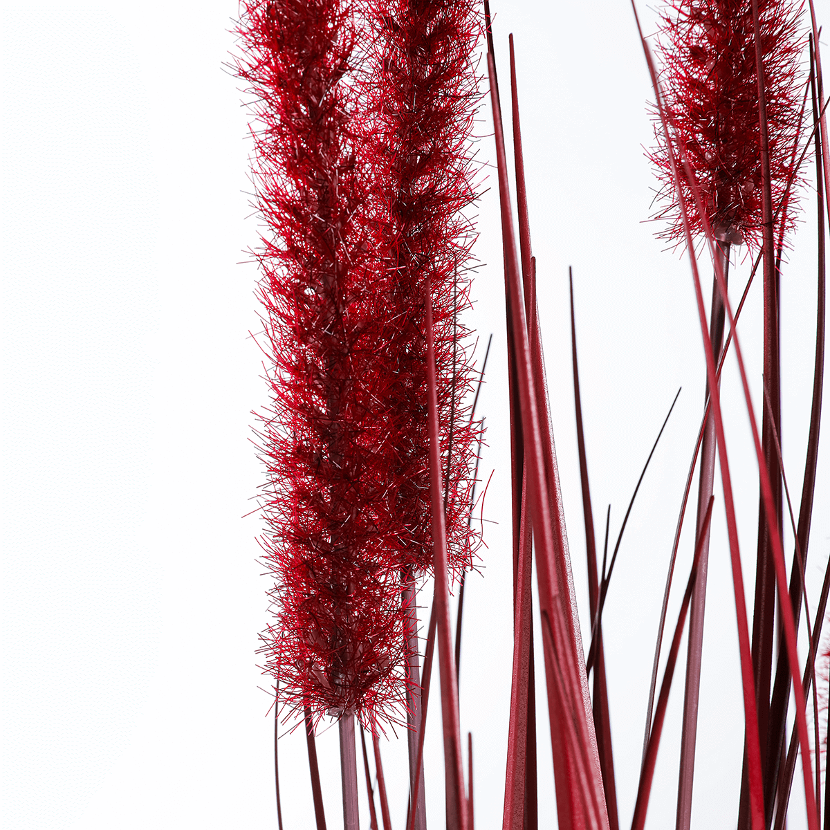 Rotes Deko-Federborstengras im schwarzen Topf 70 cm - 1