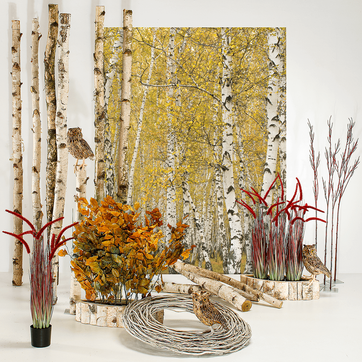 Rotes Deko-Federborstengras im schwarzen Topf 70 cm - 4