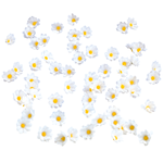 Flores de margaritas decorativas, 72 piezas - 4