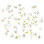 Decorative blossoms Marguerites, 72 pcs - 1