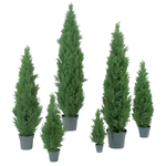 Cypress Tree, 150 cm - 1