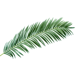 Decorative Royal palm branch, 240 cm - 0