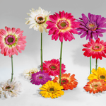 Künstliche Riesen-Gerbera rosa, 120 cm - 1