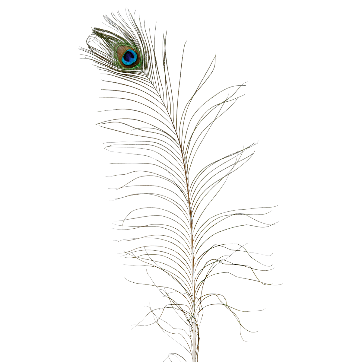 Peacock feathers, 10 pcs - 1 Peacock feathers, 10 pcs - 1