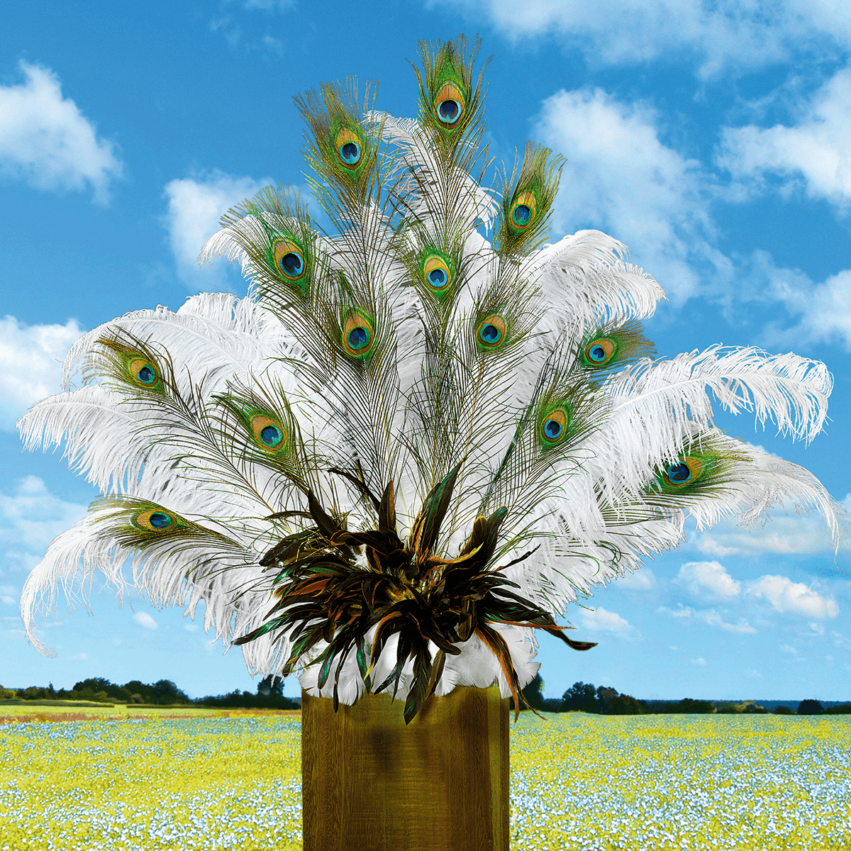 Peacock feathers, 10 pcs - 4 Peacock feathers, 10 pcs - 4