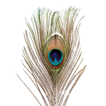 Peacock feathers, 10 pcs - 2