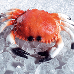 Crab food dummy 20 cm - 1