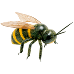 Decorative bees replica 15 cm, 2 pcs - 1