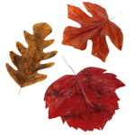 Hojas de otoño decorativas 80 cm, 3 pz. - 0