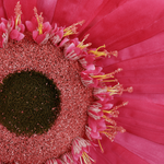 Künstliche Riesen-Gerbera-Blüte pink, 45 cm Ø - 1