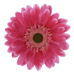Künstliche Riesen-Gerbera-Blüte pink, 45 cm Ø - 0