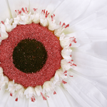 Fleur de gerbera géante artificiell blanche - 1