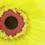 Künstliche Riesen-Gerbera-Blüte gelb, 45 cm Ø - 1