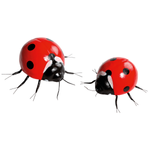 Decorative ladybugs 20 - 25 cm, 2 pcs - 0